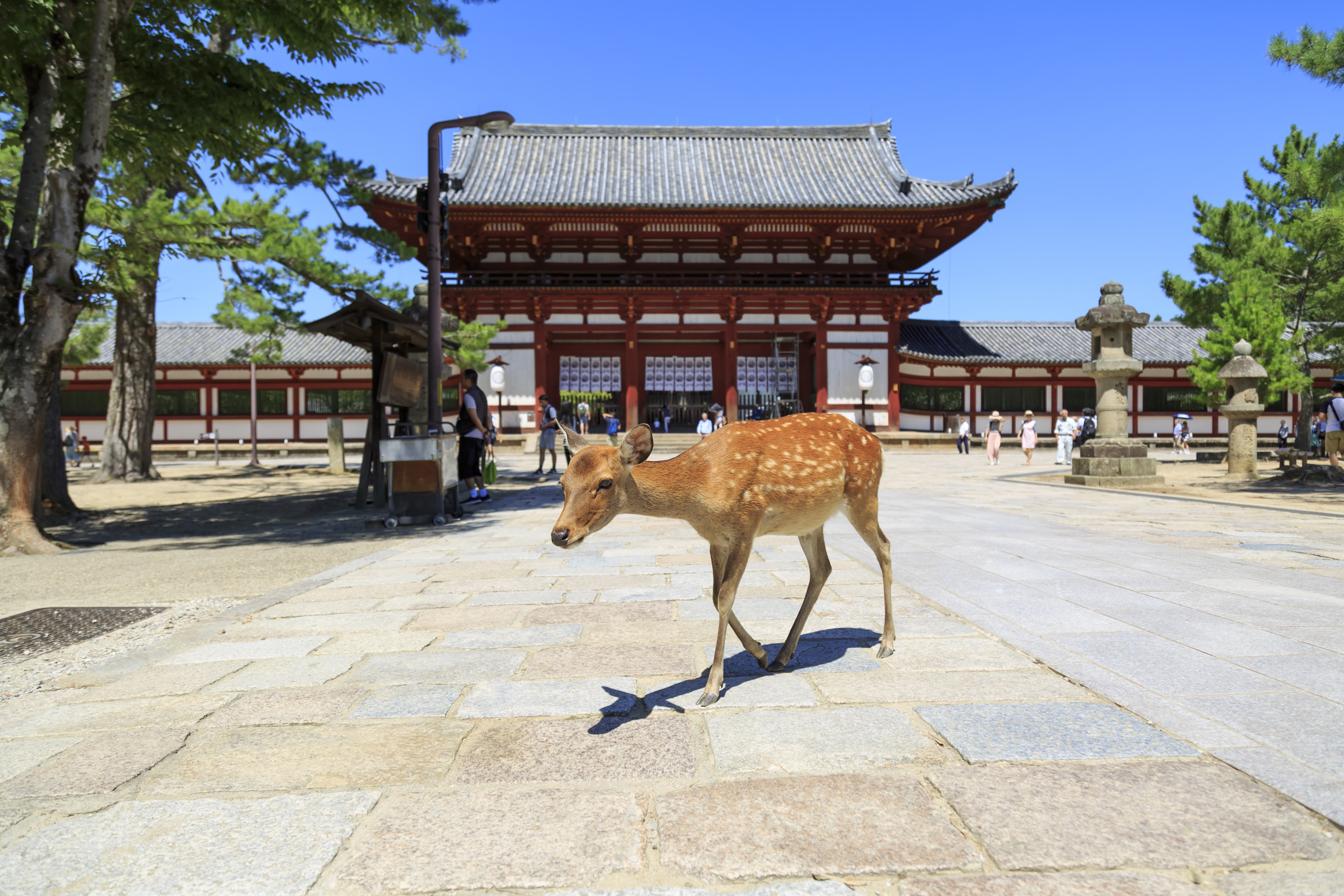 東大寺まで徒歩10分！奈良を満喫できます！